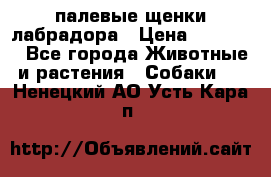 палевые щенки лабрадора › Цена ­ 30 000 - Все города Животные и растения » Собаки   . Ненецкий АО,Усть-Кара п.